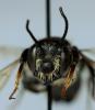 Megachile ericetorum